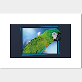 severe macaw Posters and Art